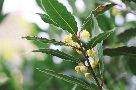 月桂樹種植|月桂樹（ローリエ）とは？ 育て方、植え付け、剪定、保存や利。